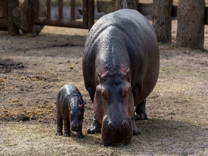 老公想去做试管（试管ins是什么）